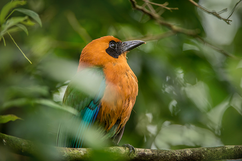 Rufous Motmot