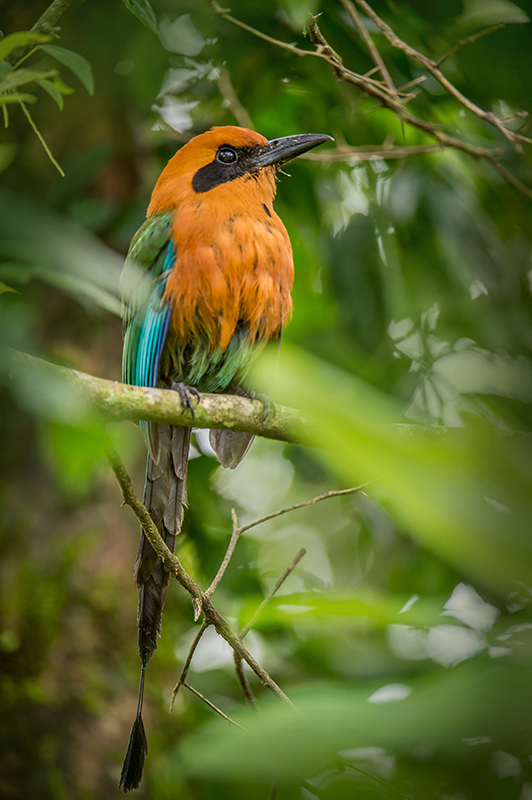 Rufous Motmot