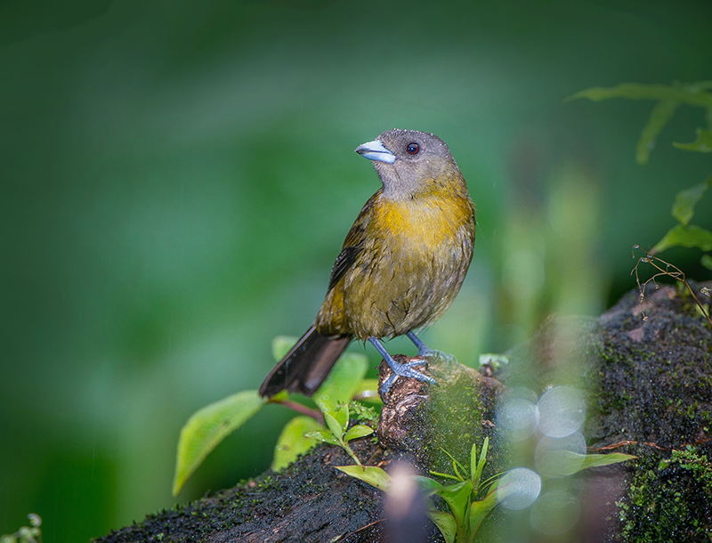 Scarlet-rumped Tanager