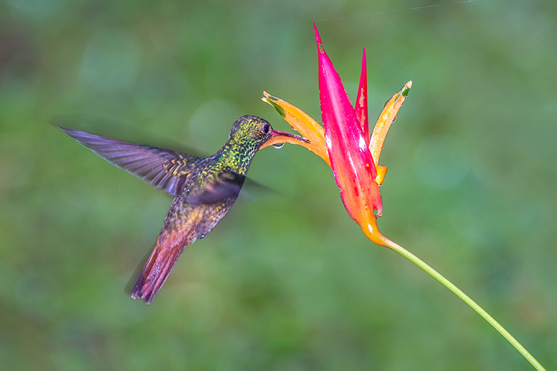 Hummingbird