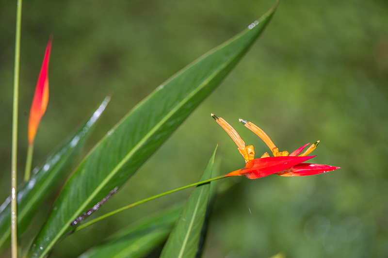 Parakeet Heliconia