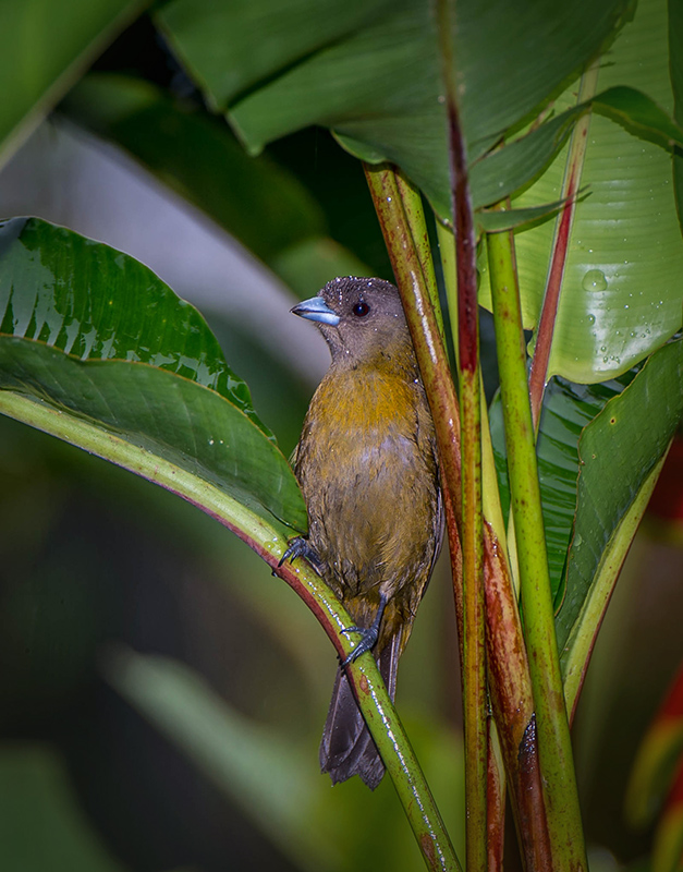 Scarlet-rumped Tanager