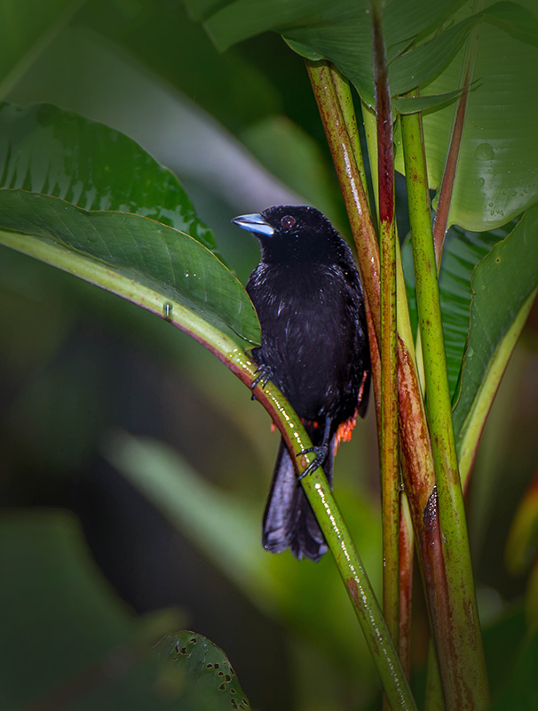 Passerinis Tanager