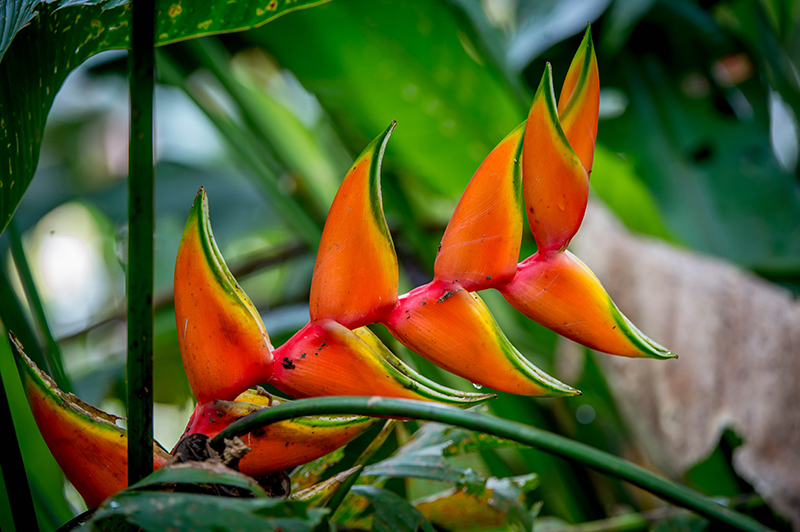 Hanging Heliconia