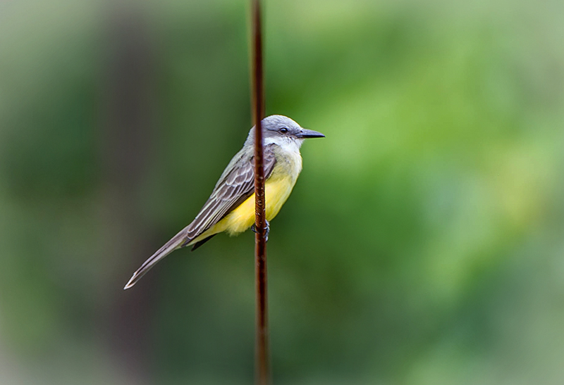White-ringed Flycatcher