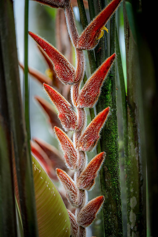 Hanging Heliconia