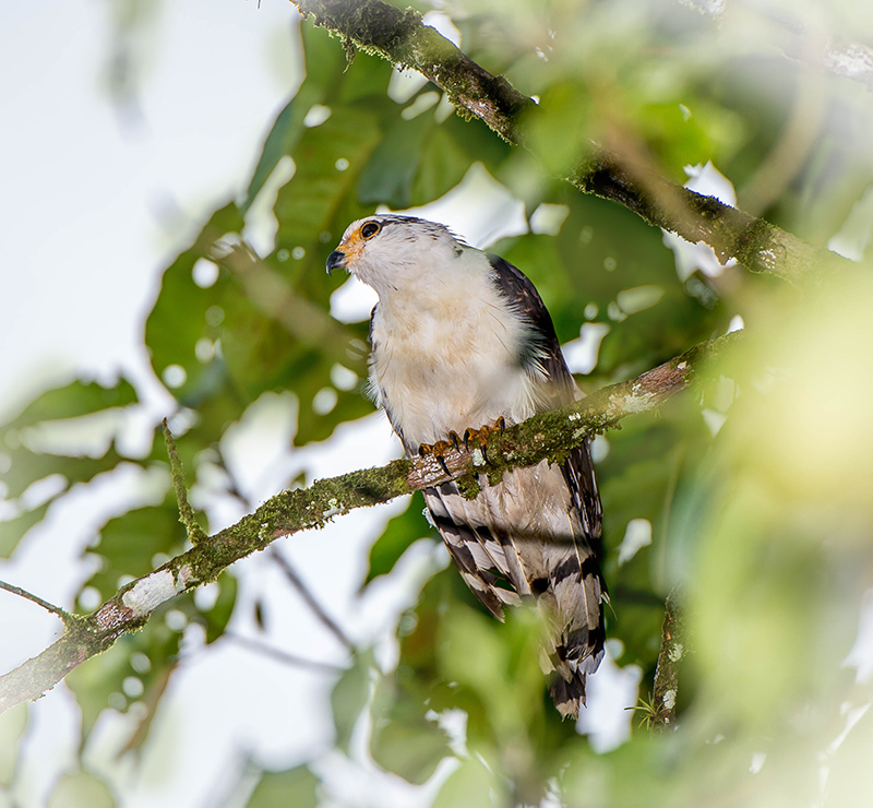 Pearl Kite