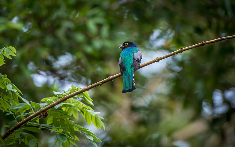 Black-throated Trogon