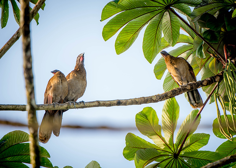 Chachalaca