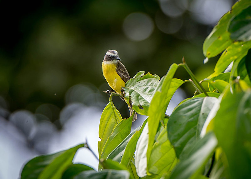 White-ringed Flycatcher