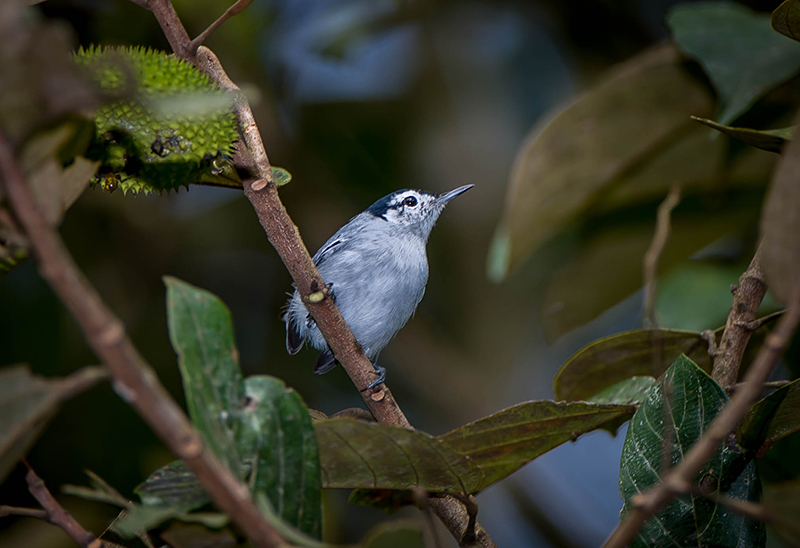 Western Slaty Antshrike