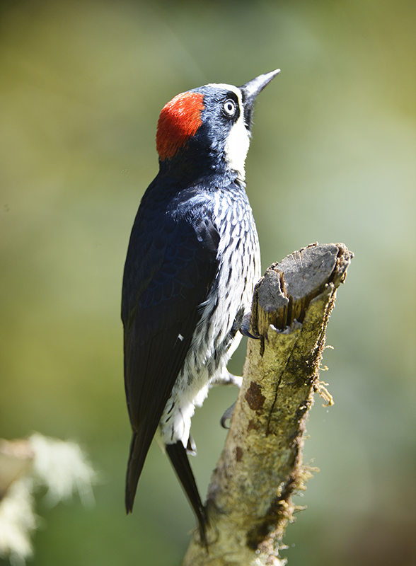 Acorn Woodpecker
