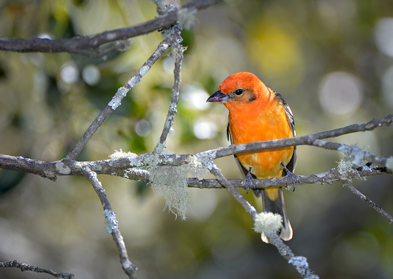 Flame Colored  Tanager female
