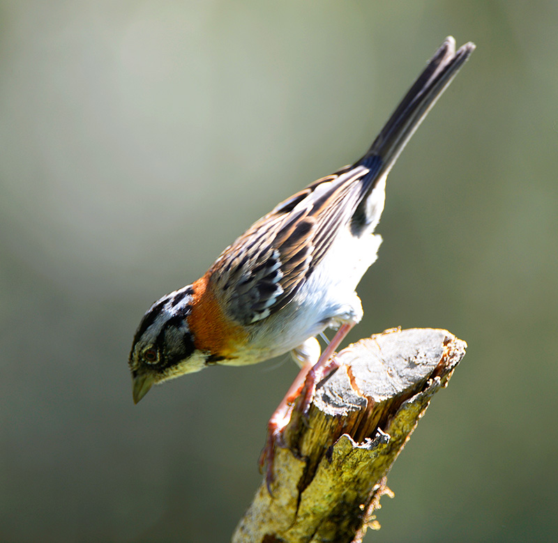 Rufous Collared sparrow