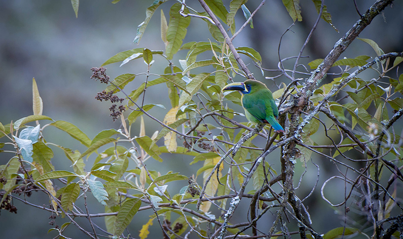 Emerald Toucanet