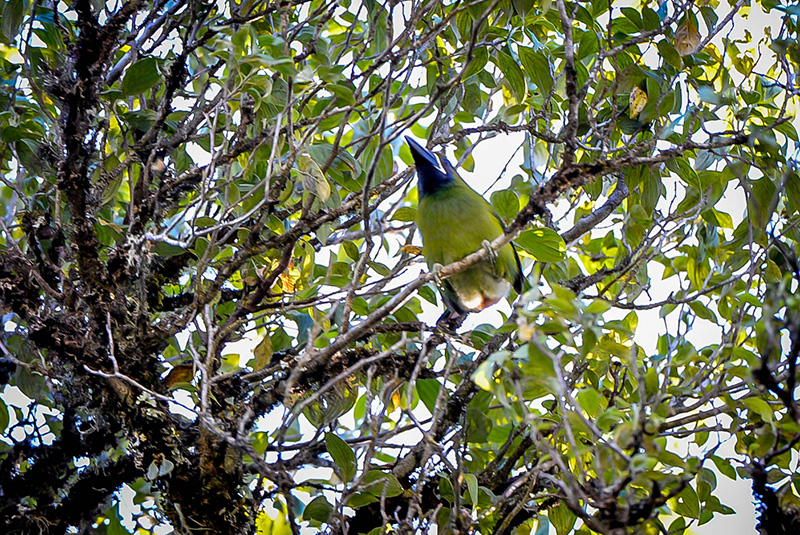 Emerald Toucanet