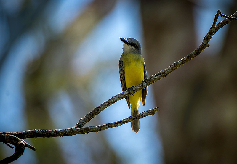 White Ringed Flycatcher