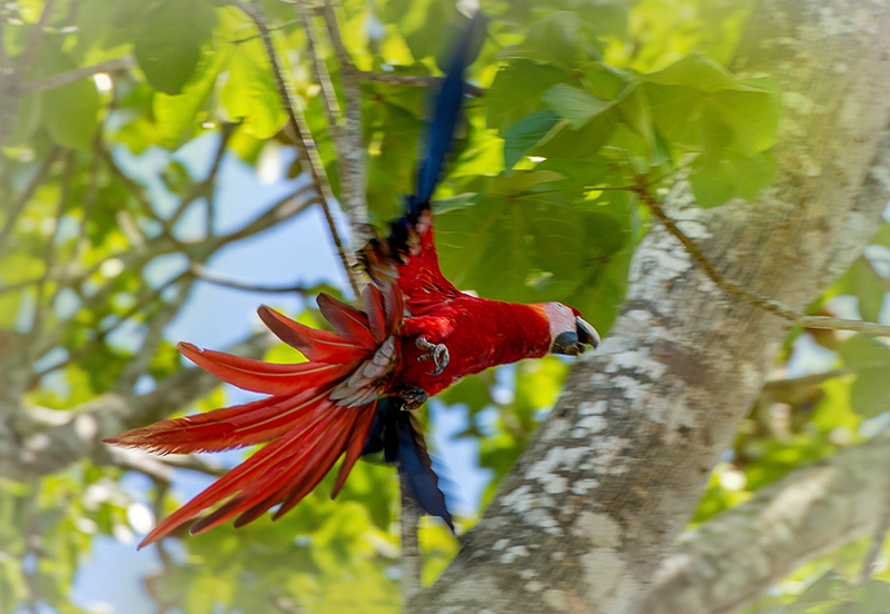 Scarlet Macaw