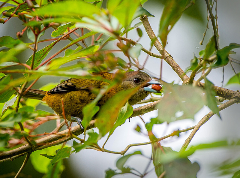 Tanager