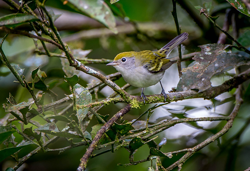 Yellow-throated Vireo