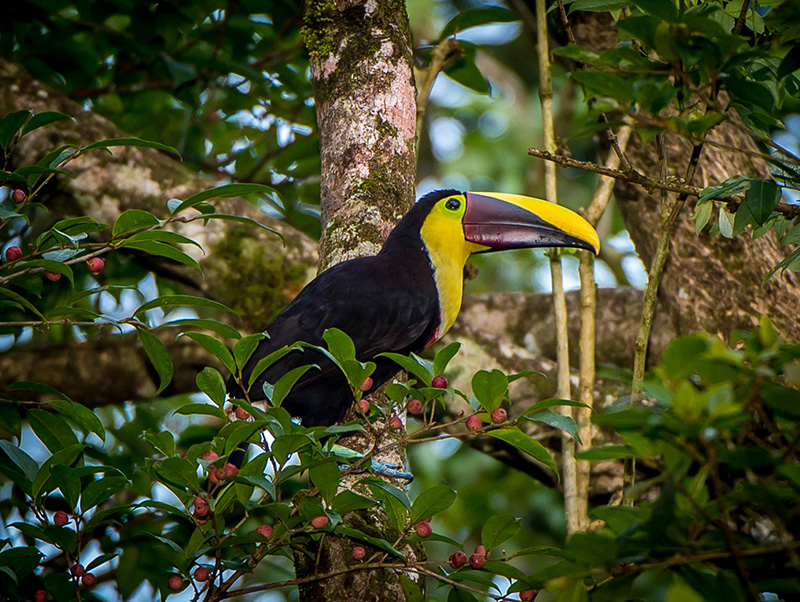 Chestnut-mandibled Toucan