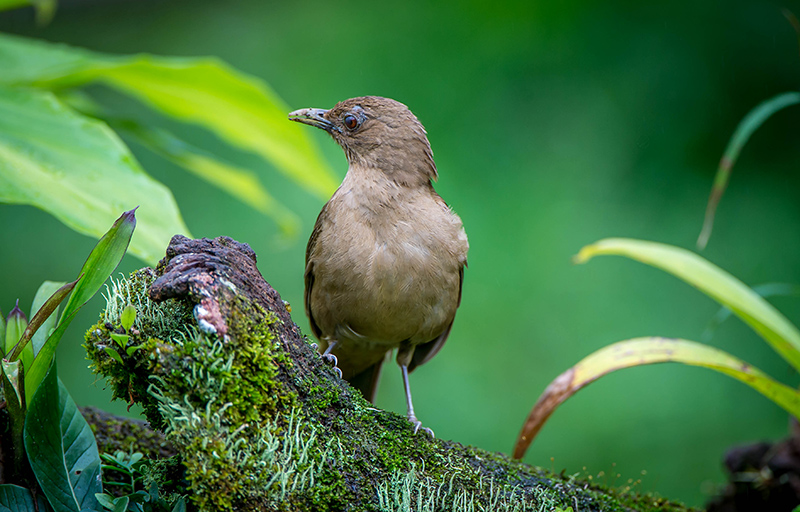 Clay Colored Thrush