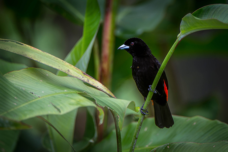 Passerinis Tanager