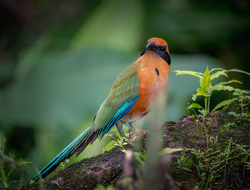Rufous Motmot