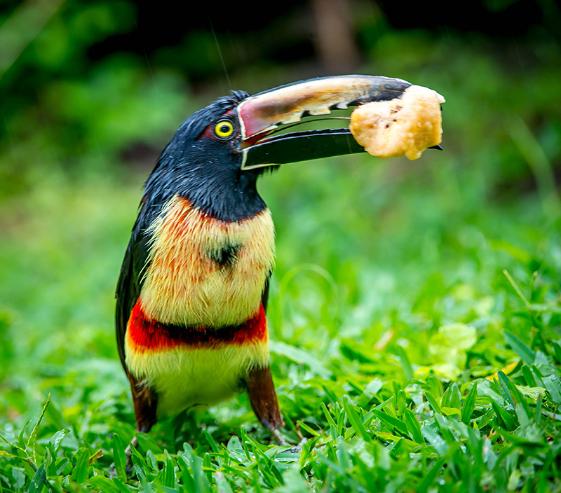 Fiery-billed Aracari