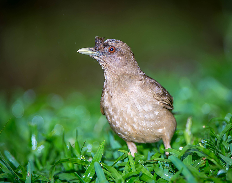 Clay collored Thrush