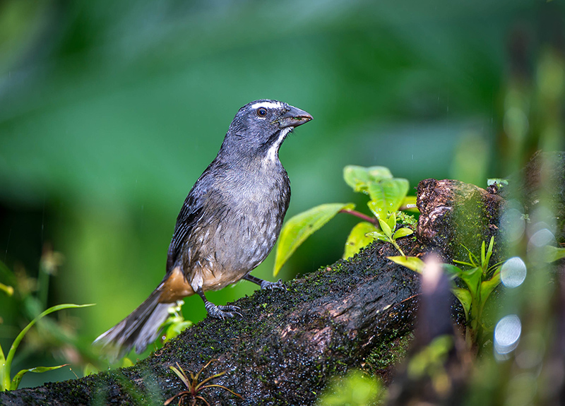 Tanager