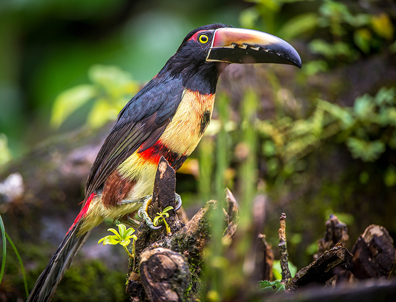 Fiery billed Aracari