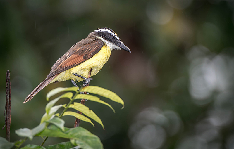 White Ringed Flycatcher
