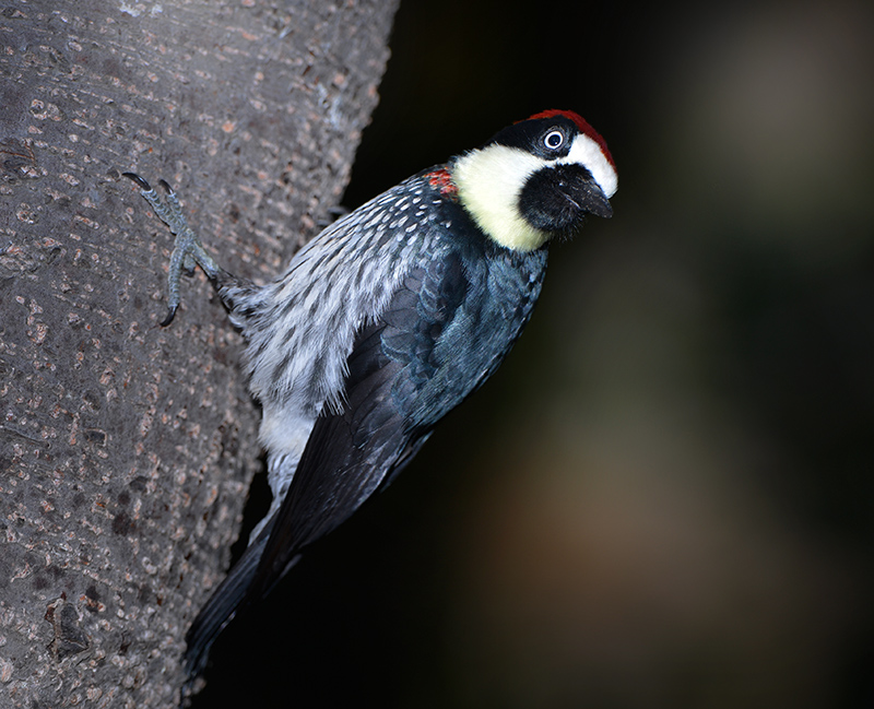 Acorn Woodpecker