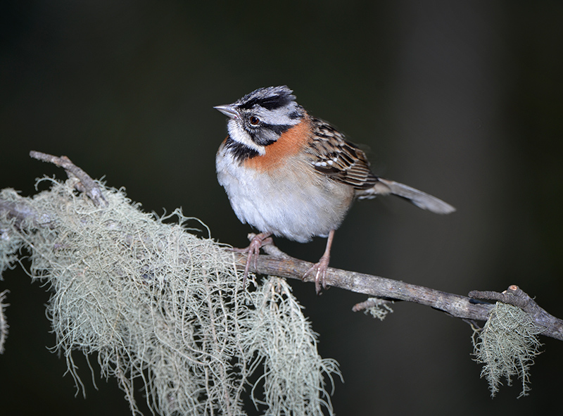 Rufous Collared Sparrow