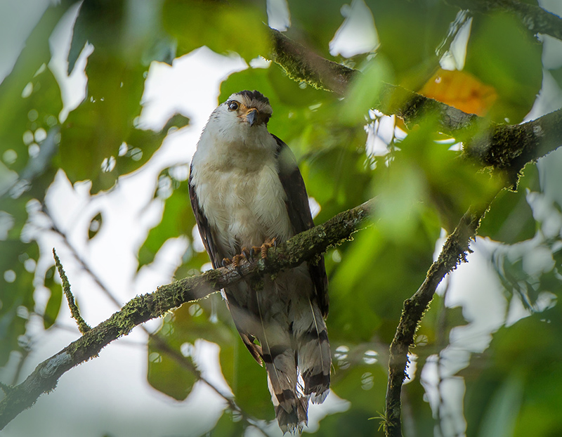 Pearl Kite