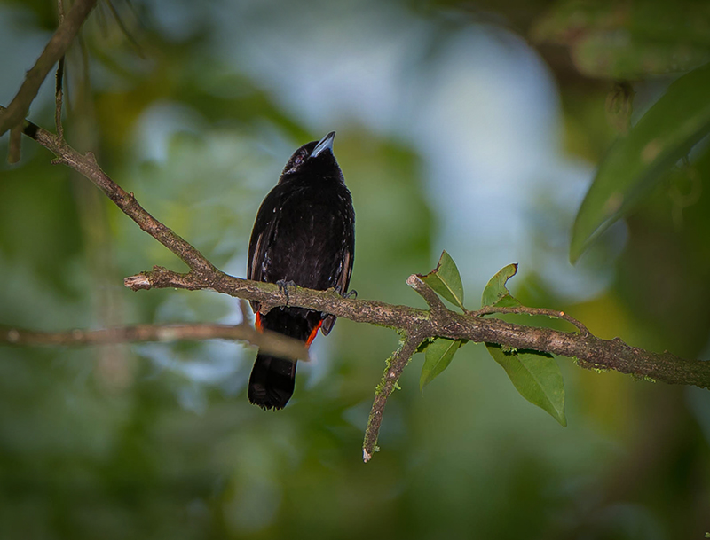 Passerinis Tanager