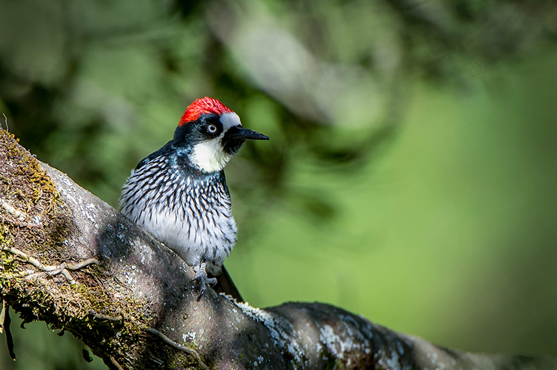 Acorn Woodpecker