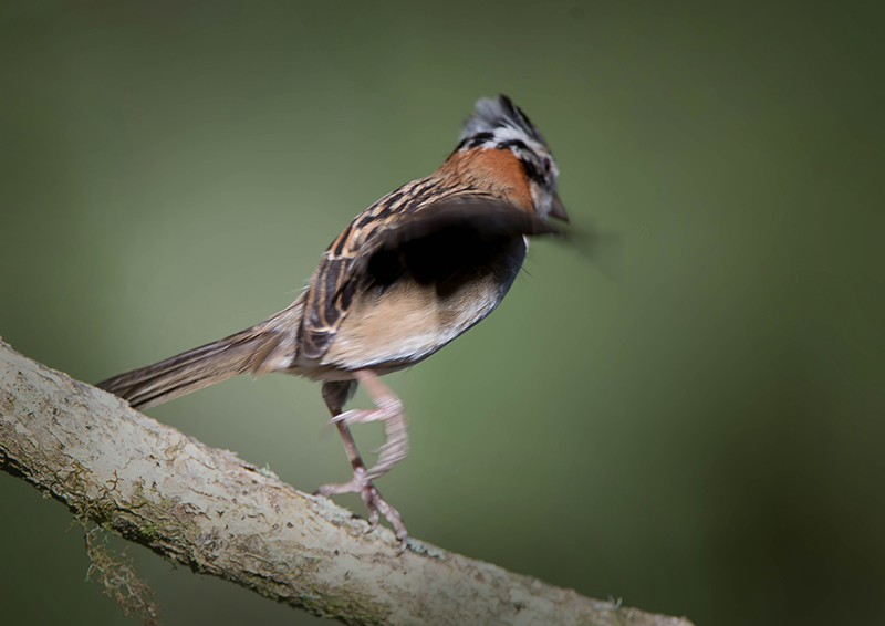 Rufous collared Sparrow