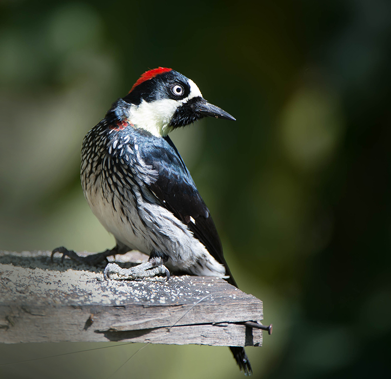 Acorn Woodpecker