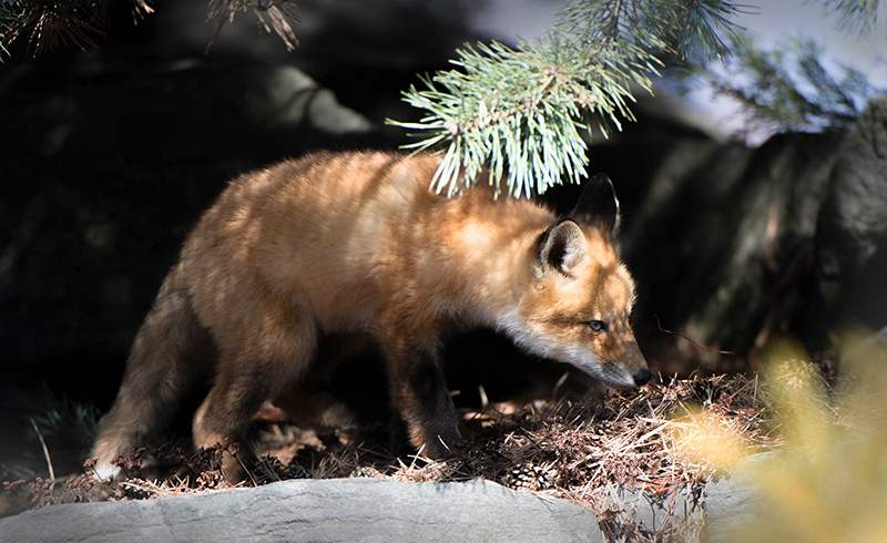 Fox