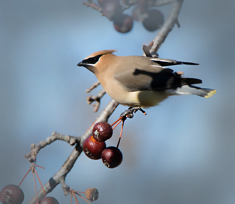 CEDAR WAXWINGS