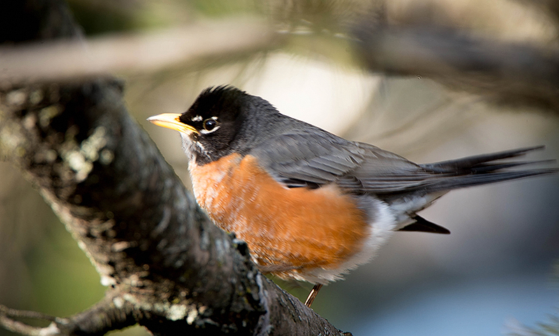 AMERICAN ROBIN