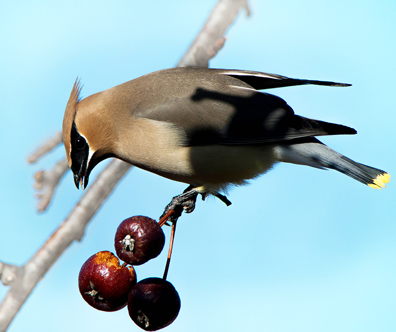 CEDAR WAXWINGS