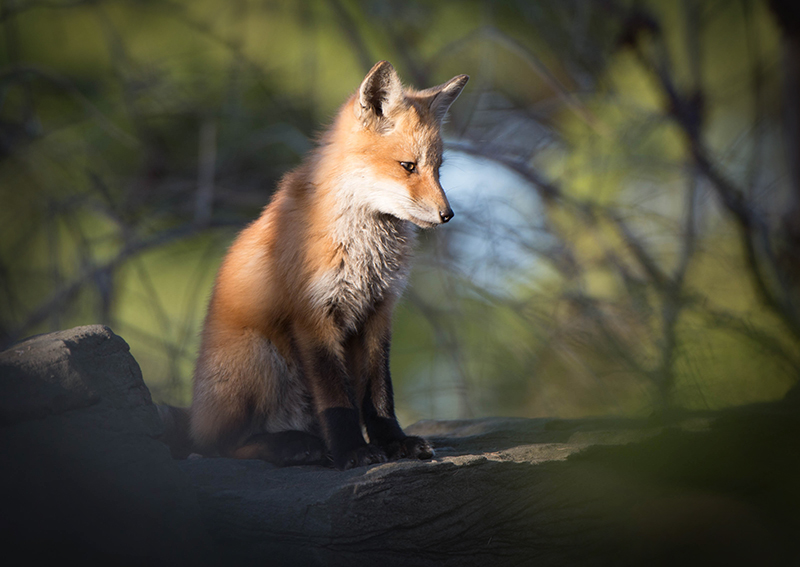 Fox