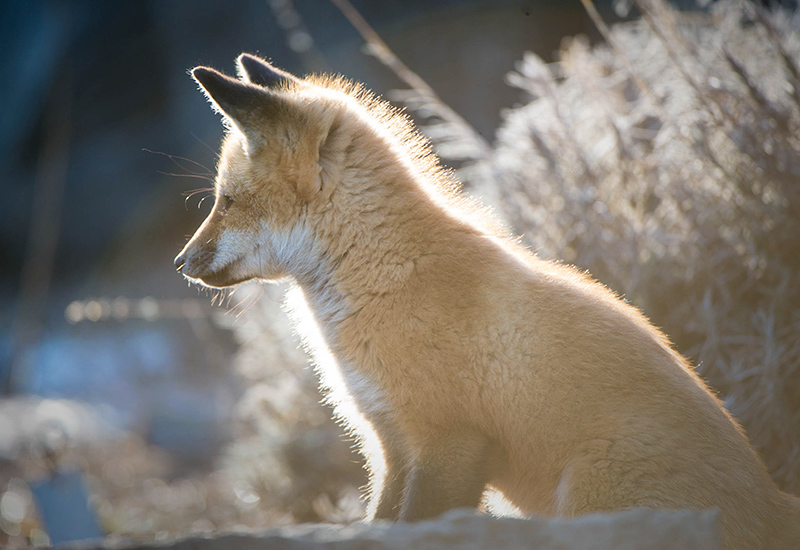 Fox