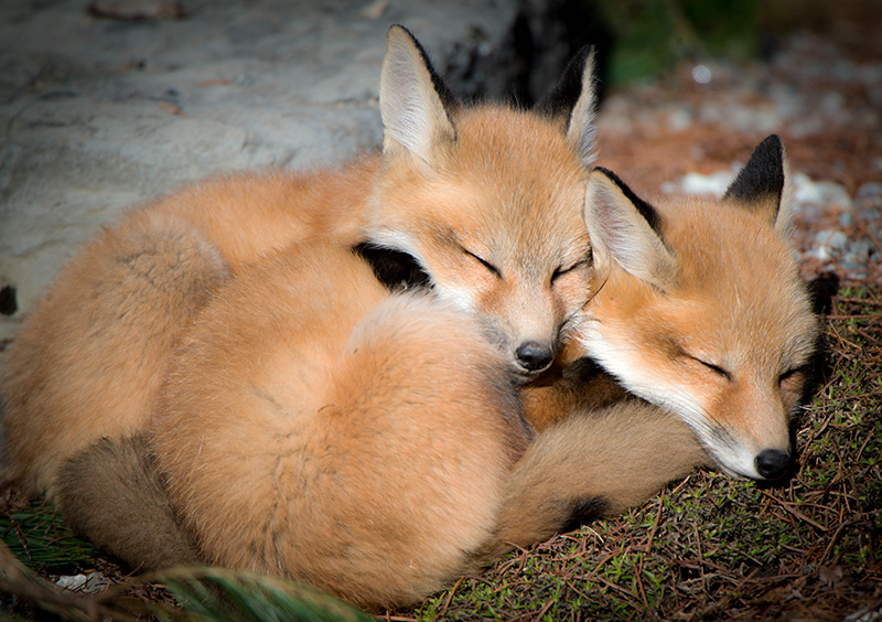 Fox