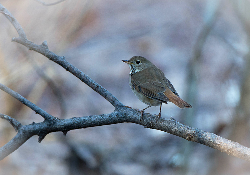 WOOD THRUSH