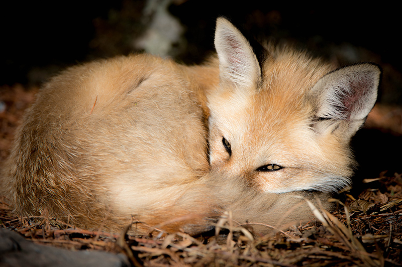 Fox