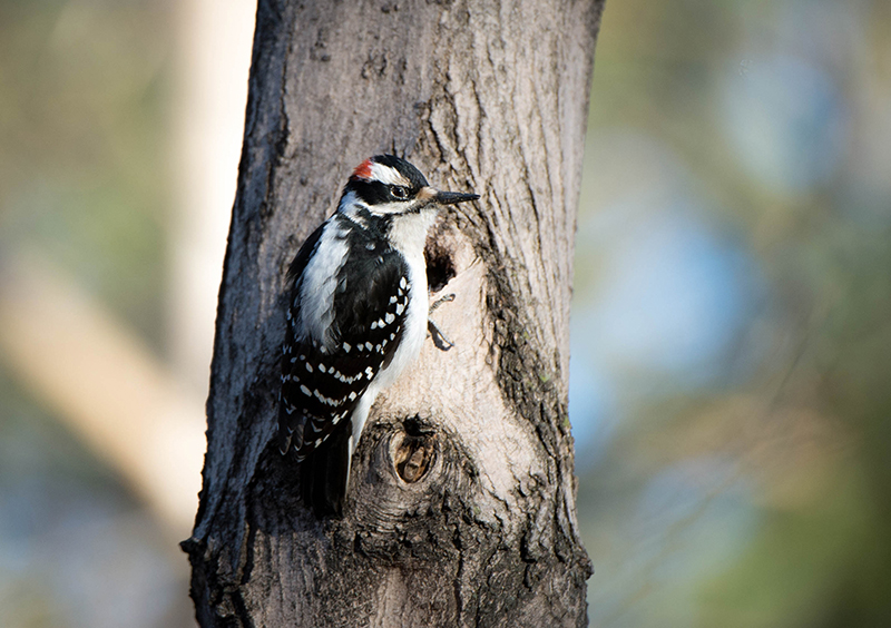 DOWNEY WOODPECKER